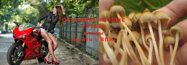ПСИЛОЦИБИНОВЫЕ ГРИБЫ Белокуриха